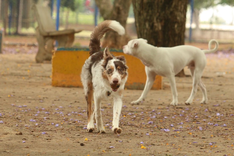 SP: centro de adoção de cães e gatos volta a funcionar presencialmente