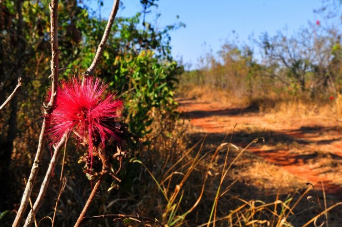 Seminário discute papel estratégico do Cerrado na preservação de recursos hídricos no País