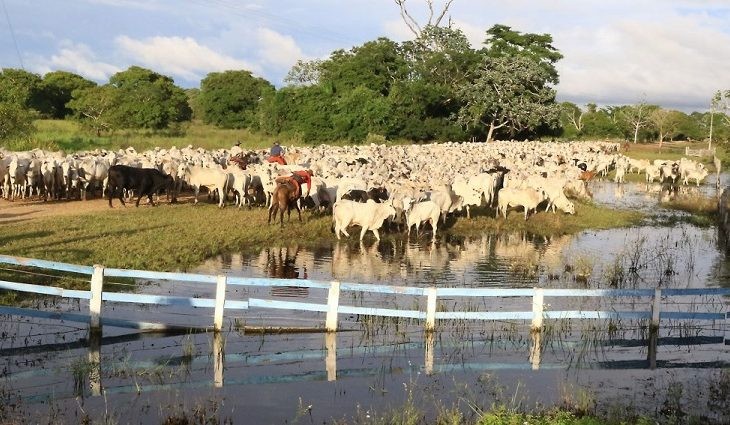 Rumo ao Carbono Neutro: Mato Grosso do Sul já é primeiro do País em integração lavoura pecuária e floresta