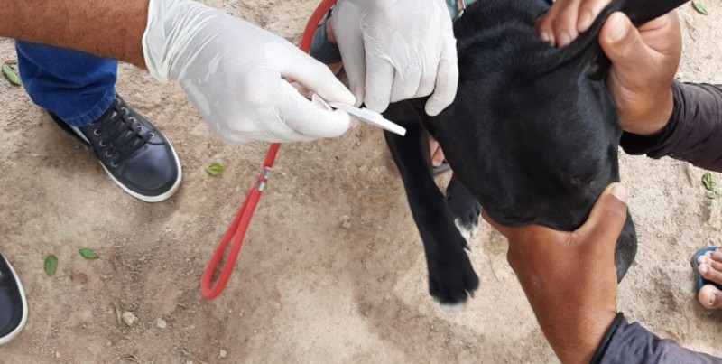 Saúde oferece testes rápidos caninos em prevenção a leishmaniose